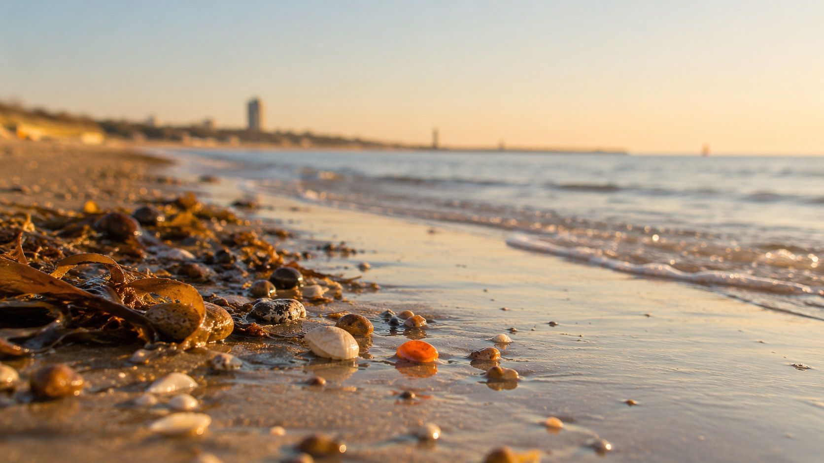 Bernstein und Seetang im Spülsaum am Ostseestrand von Travemünde im Abendlicht