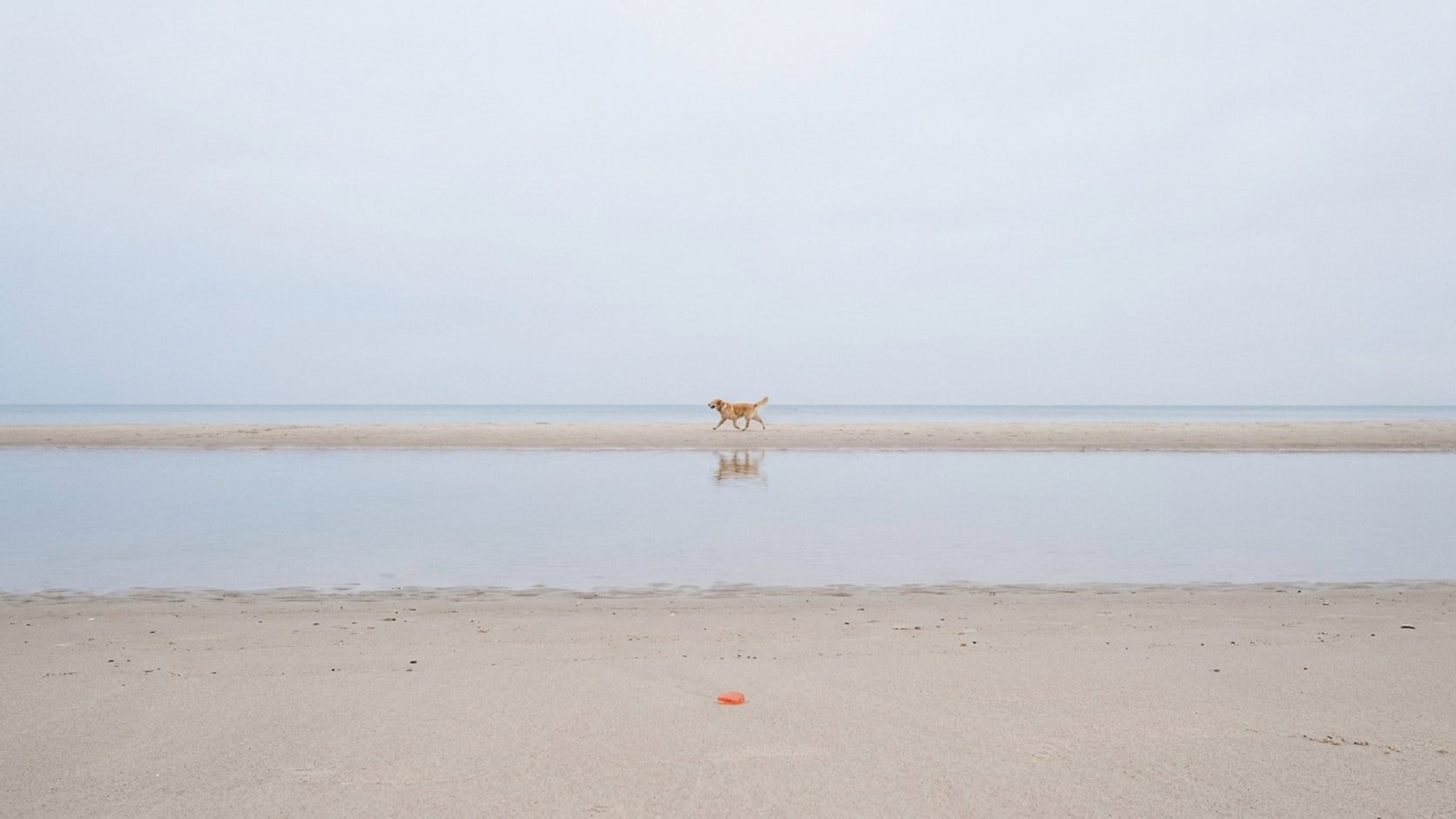 Ein Hund läuft über eine Sandbank am weiten, leeren Priwallstrand unter hellem, bedecktem Himmel