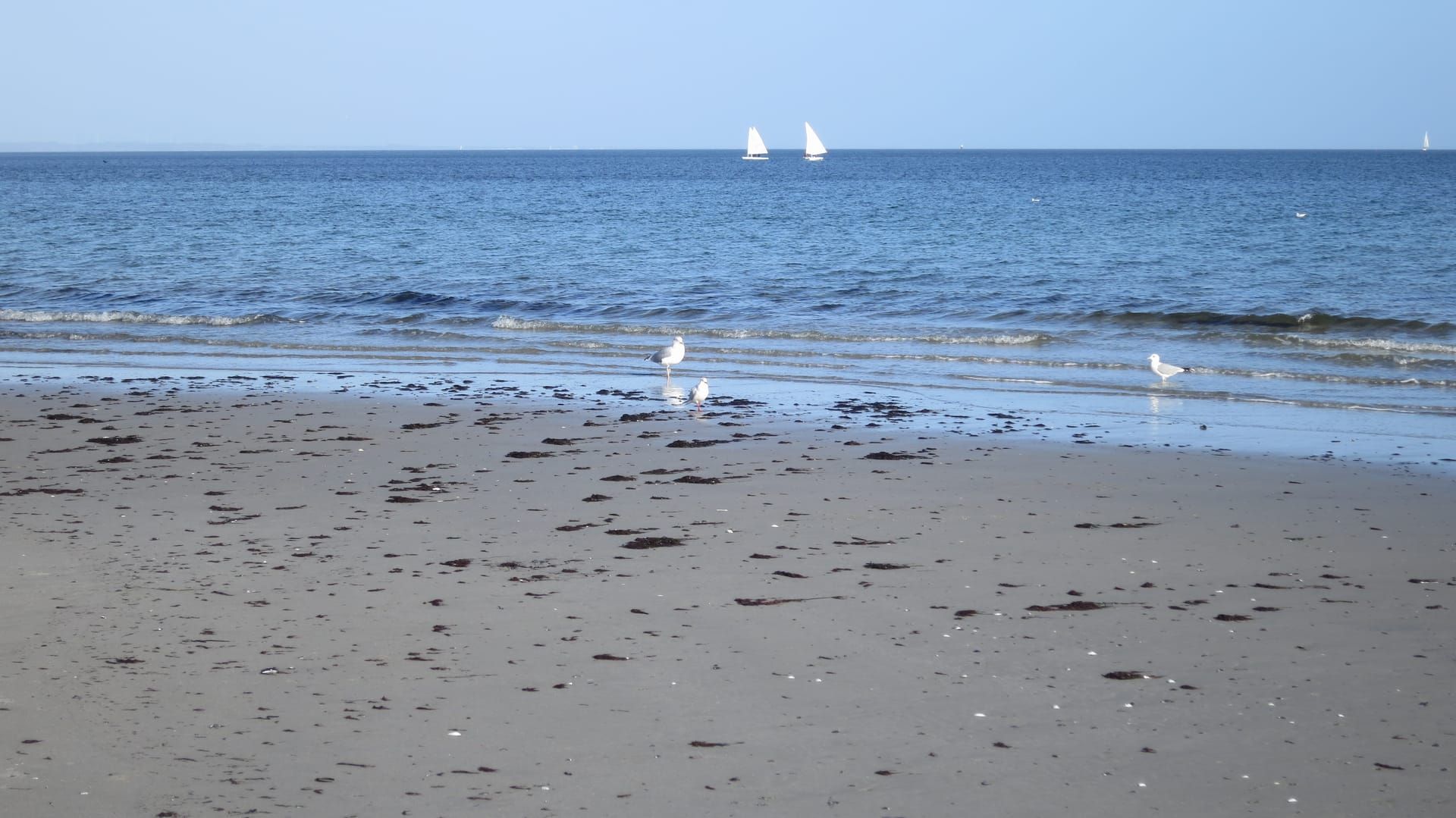 Möwen an der Wasserlinie des Ostseestrands, kleine Wellen, Tang auf dem Sand und zwei Segelboote am Horizont