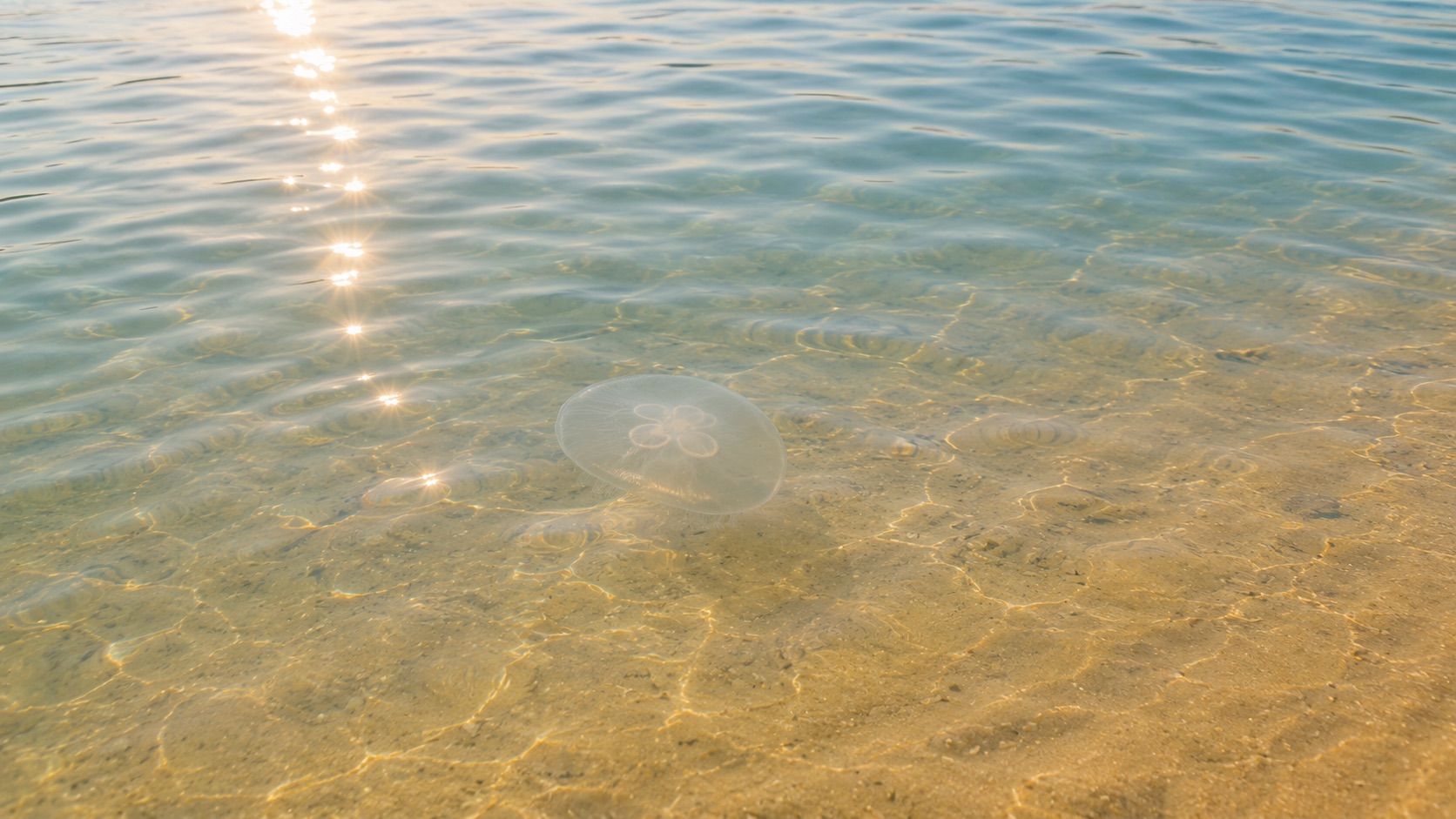 Eine Ohrenqualle im klaren flachen Ostseewasser bei Travemünde