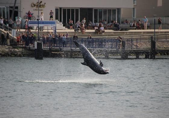 Das war ja so schön! @lichtscheu #Delfin #travemunde #travemuende #DelfinDelle