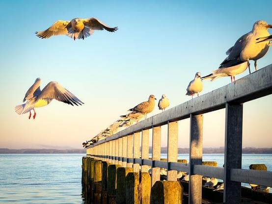 Seagulls on a sea bridge #travemuende #seagulls #balticsea